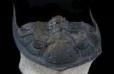 Bumpy Zlichovaspis Trilobite - Great Eye Facets #34505-5